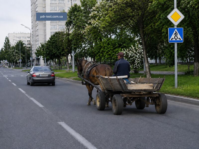 Вимоги до осіб, які керують гужовим транспортом та погоничів тварин